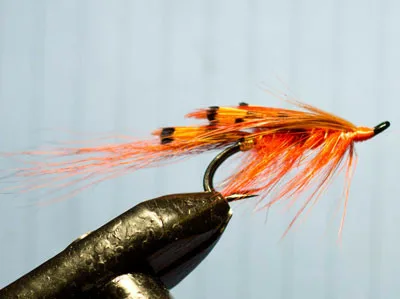 General Practitioner Fly